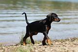 DOBERMANN 1129